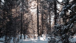 Un cuidado a los Bosques Nativos